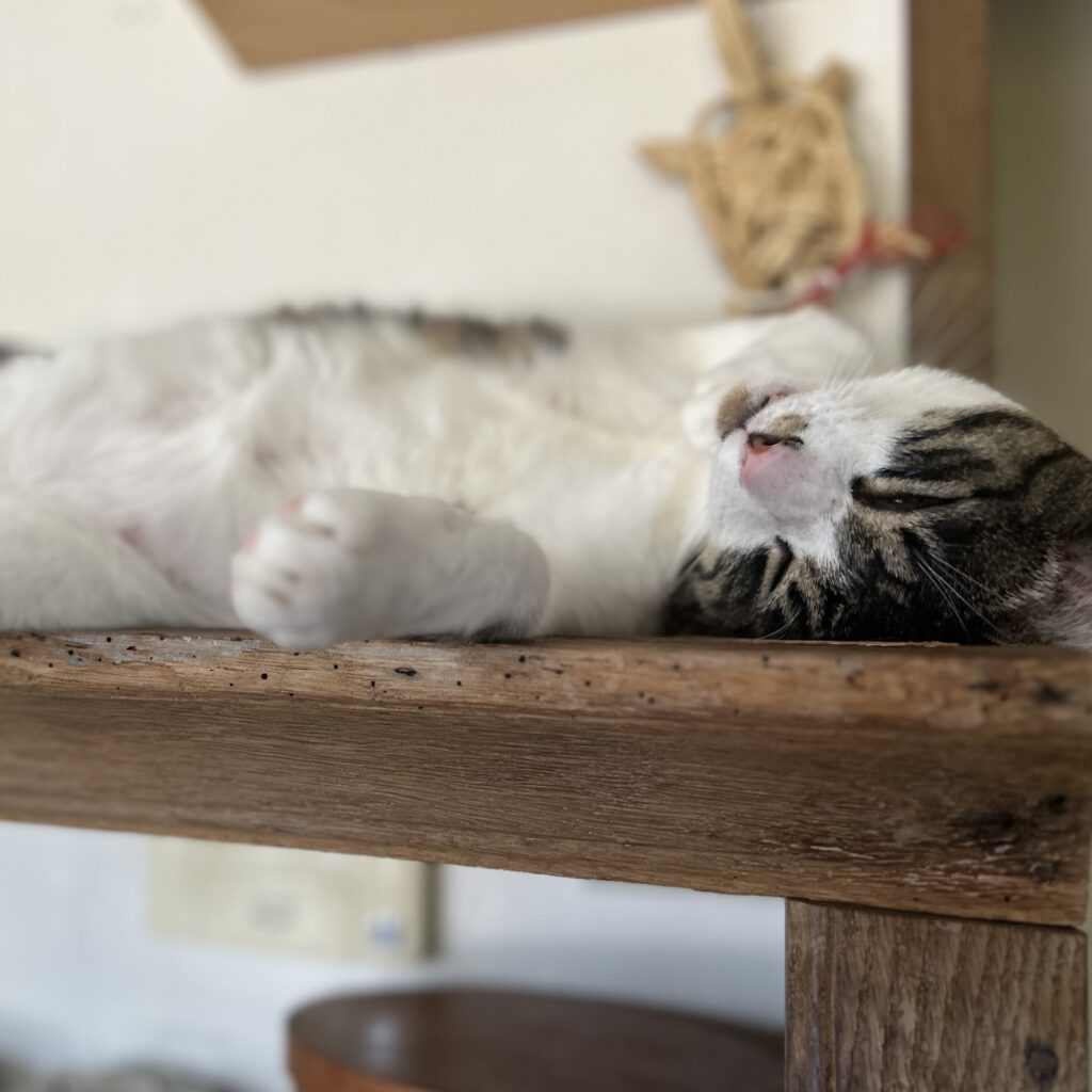 見習いたくなる、距離感のさじ加減。料理家・ワタナベマキのねことの暮らし #4