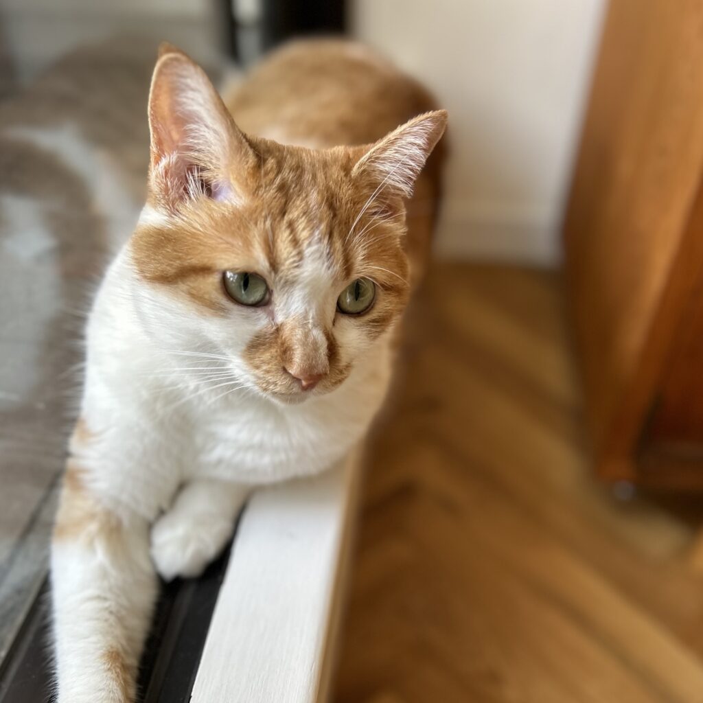 見習いたくなる、距離感のさじ加減。料理家・ワタナベマキのねことの暮らし #4