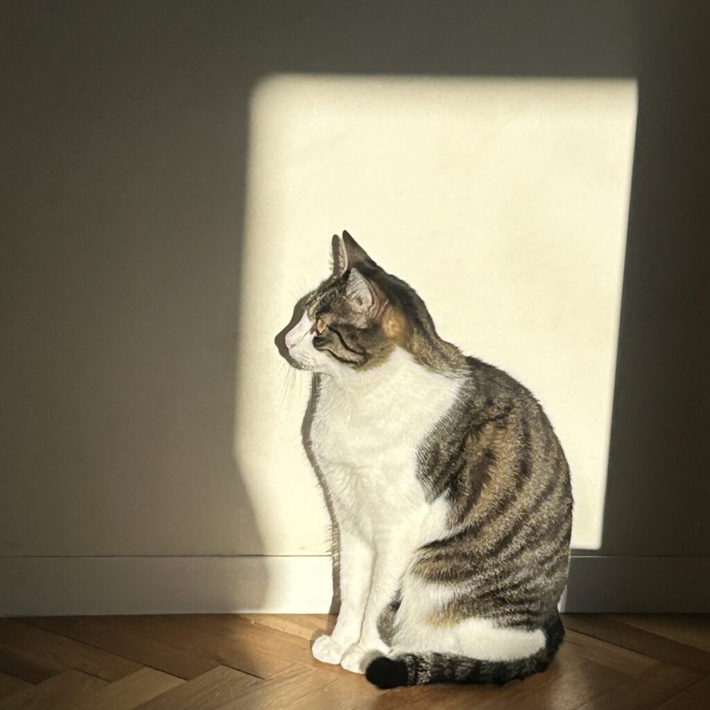 見習いたくなる、距離感のさじ加減。料理家・ワタナベマキのねことの暮らし #4