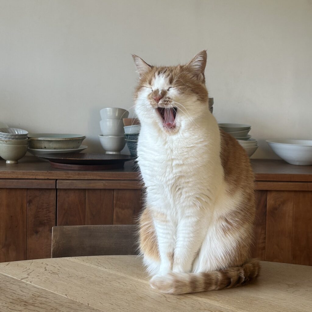 見習いたくなる、距離感のさじ加減。料理家・ワタナベマキのねことの暮らし #4