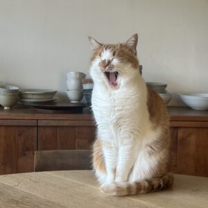 見習いたくなる、距離感のさじ加減。料理家・ワタナベマキのねことの暮らし #4