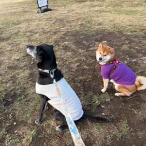 今朝もお弁当にありつくために、いい子のポーズで準備しています。柴犬子犬ハルのワンダフルライフ