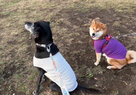 今朝もお弁当にありつくために、いい子のポーズで準備しています。柴犬子犬ハルのワンダフルライフ