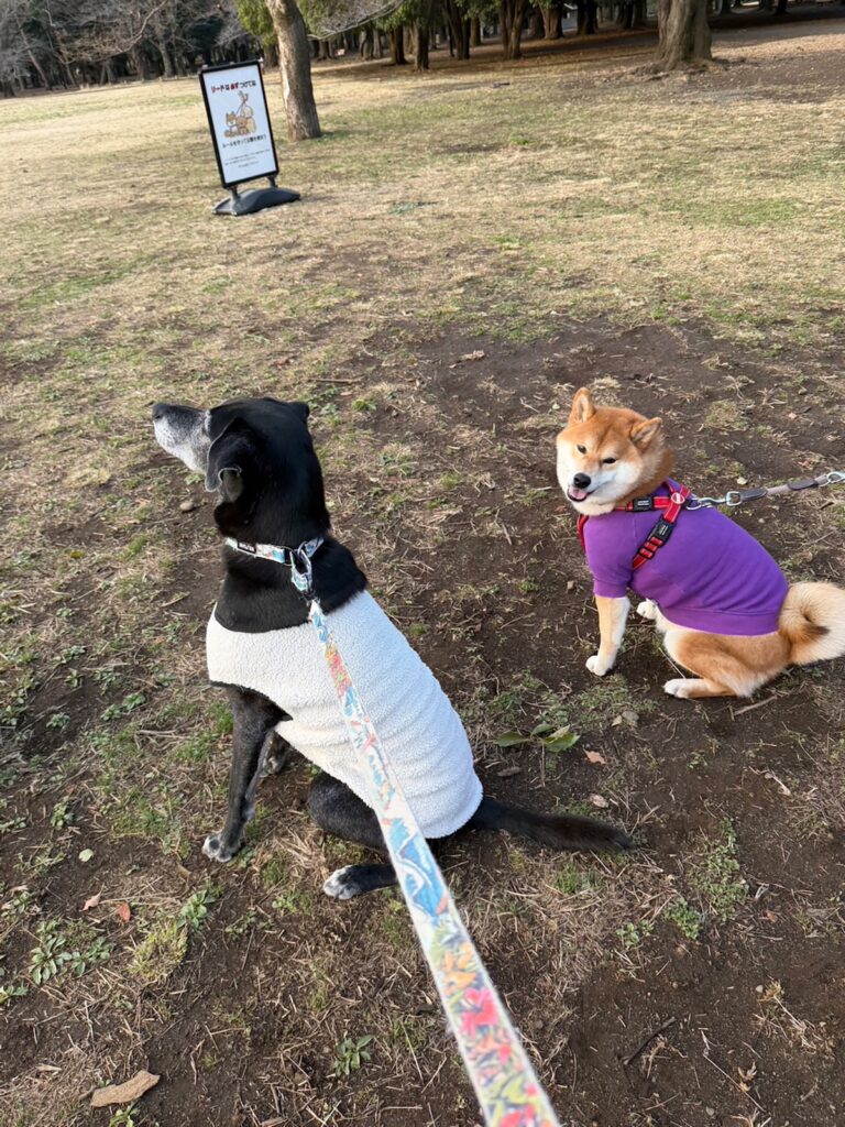 今朝もお弁当にありつくために、いい子のポーズで準備しています。柴犬子犬ハルのワンダフルライフ