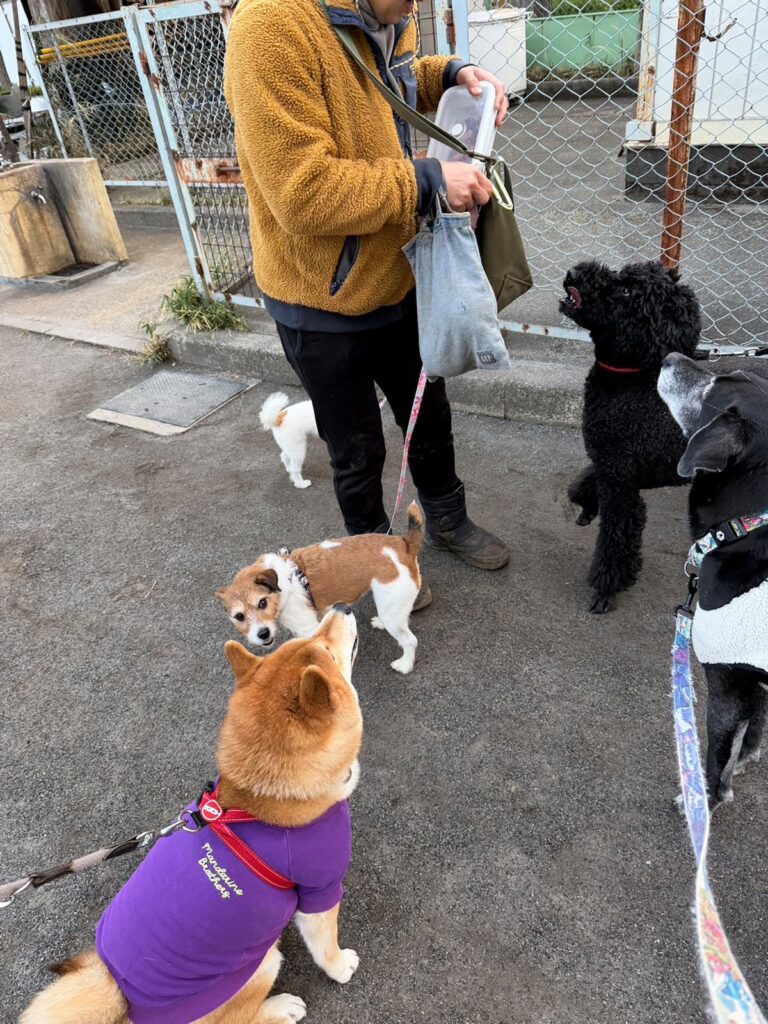 今朝もお弁当にありつくために、いい子のポーズで準備しています。柴犬子犬ハルのワンダフルライフ