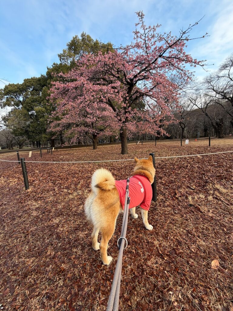 早咲きの桜のお花見をした朝、ハートを見つけたよ。柴犬子犬ハルのワンダフルライフ