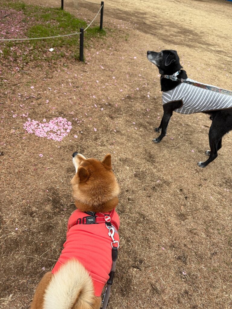 早咲きの桜のお花見をした朝、ハートを見つけたよ。柴犬子犬ハルのワンダフルライフ