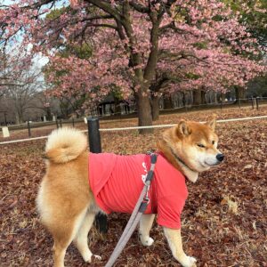早咲きの桜のお花見をした朝、ハートを見つけたよ。柴犬子犬ハルのワンダフルライフ