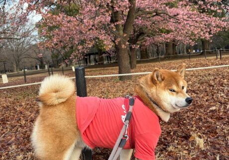 早咲きの桜のお花見をした朝、ハートを見つけたよ。柴犬子犬ハルのワンダフルライフ