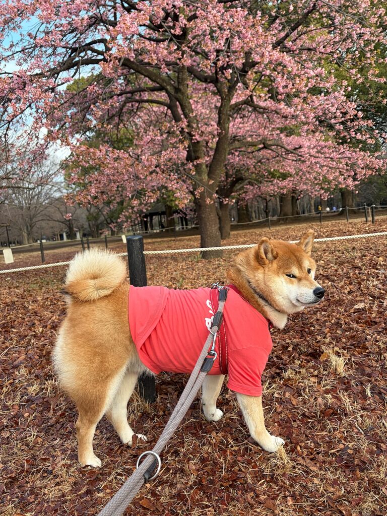 早咲きの桜のお花見をした朝、ハートを見つけたよ。柴犬子犬ハルのワンダフルライフ