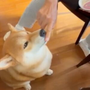 とーちゃんにヨーグルトをもらっています。お鼻につけないで〜柴犬子犬ハルのワンダフルライフ