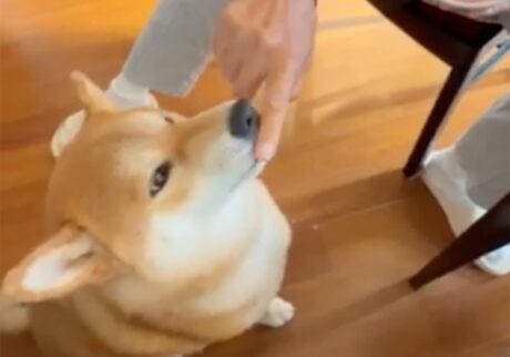 とーちゃんにヨーグルトをもらっています。お鼻につけないで〜柴犬子犬ハルのワンダフルライフ