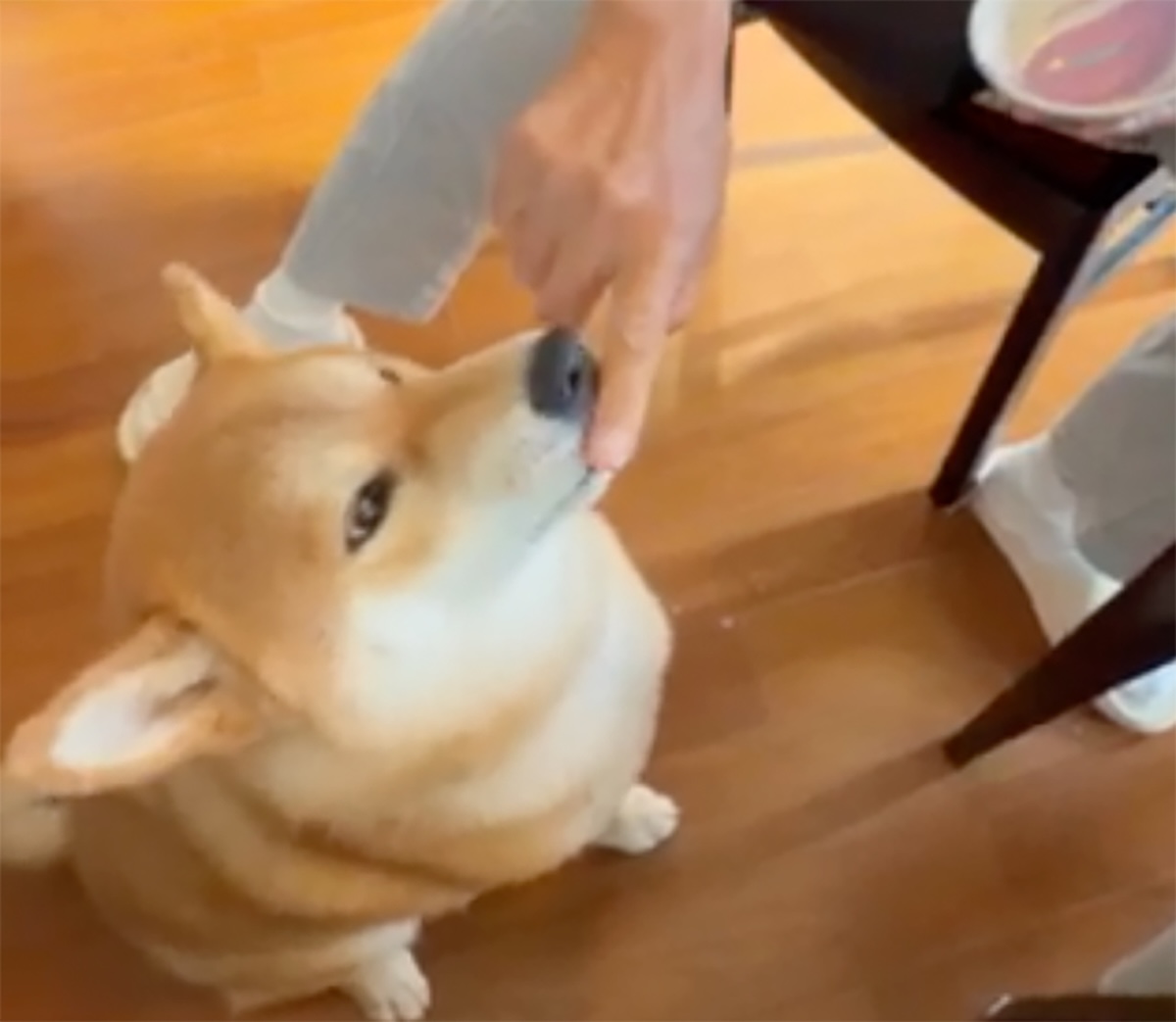 とーちゃんにヨーグルトをもらっています。お鼻につけないで〜