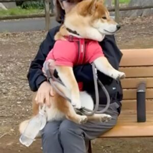 お散歩中の休憩は、かーちゃんのお膝の上がいいみたい。柴犬子犬ハルのワンダフルライフ