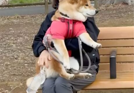 お散歩中の休憩は、かーちゃんのお膝の上がいいみたい。柴犬子犬ハルのワンダフルライフ