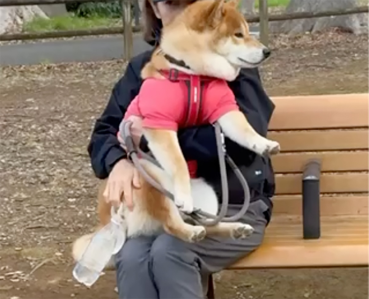 お散歩中の休憩は、かーちゃんのお膝の上がいいみたい。