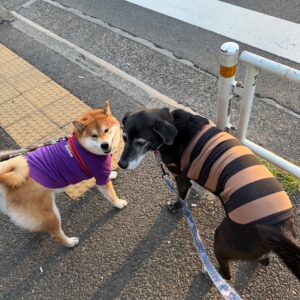 朝からご一緒、今日も絶好調なぼくたち。柴犬子犬ハルのワンダフルライフ