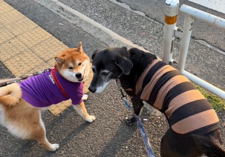 朝からご一緒、今日も絶好調なぼくたち。柴犬子犬ハルのワンダフルライフ