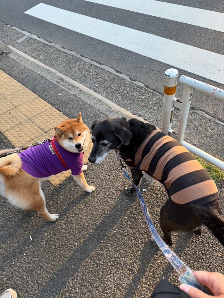 朝からご一緒、今日も絶好調なぼくたち。柴犬子犬ハルのワンダフルライフ