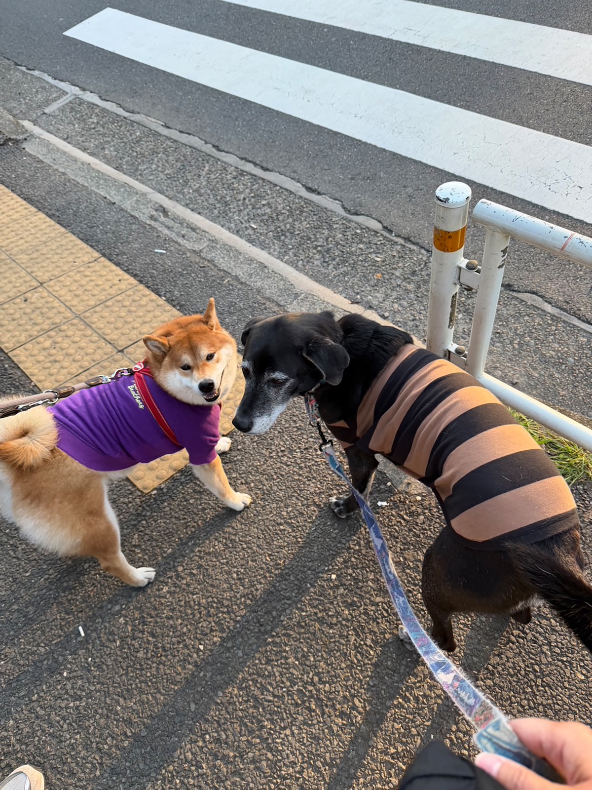 朝からご一緒、今日も絶好調なぼくたち。