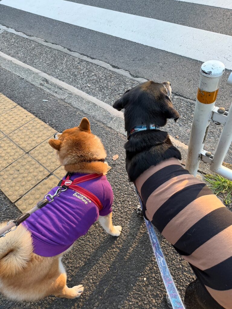 朝からご一緒、今日も絶好調なぼくたち。柴犬子犬ハルのワンダフルライフ