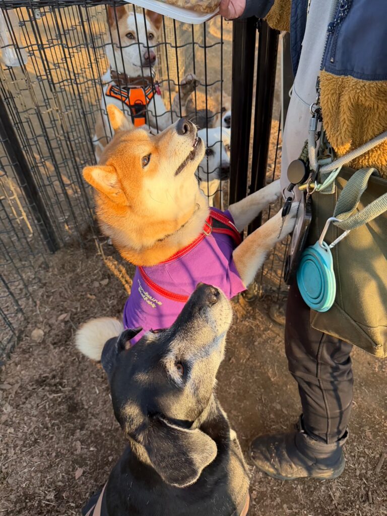 朝からご一緒、今日も絶好調なぼくたち。柴犬子犬ハルのワンダフルライフ