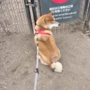 入った途端に、もう出たいぼく。ドッグラン常連への遠い道のり。柴犬子犬ハルのワンダフルライフ