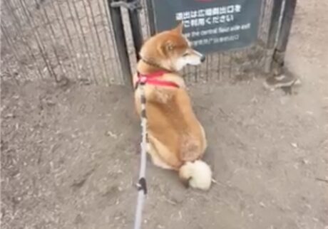 入った途端に、もう出たいぼく。ドッグラン常連への遠い道のり。柴犬子犬ハルのワンダフルライフ