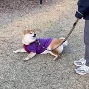 歩いたら休む、できれば芝生で横になって。それが散歩の基本です。柴犬子犬ハルのワンダフルライフ