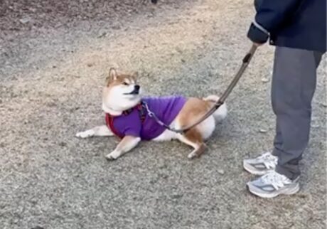 歩いたら休む、できれば芝生で横になって。それが散歩の基本です。柴犬子犬ハルのワンダフルライフ