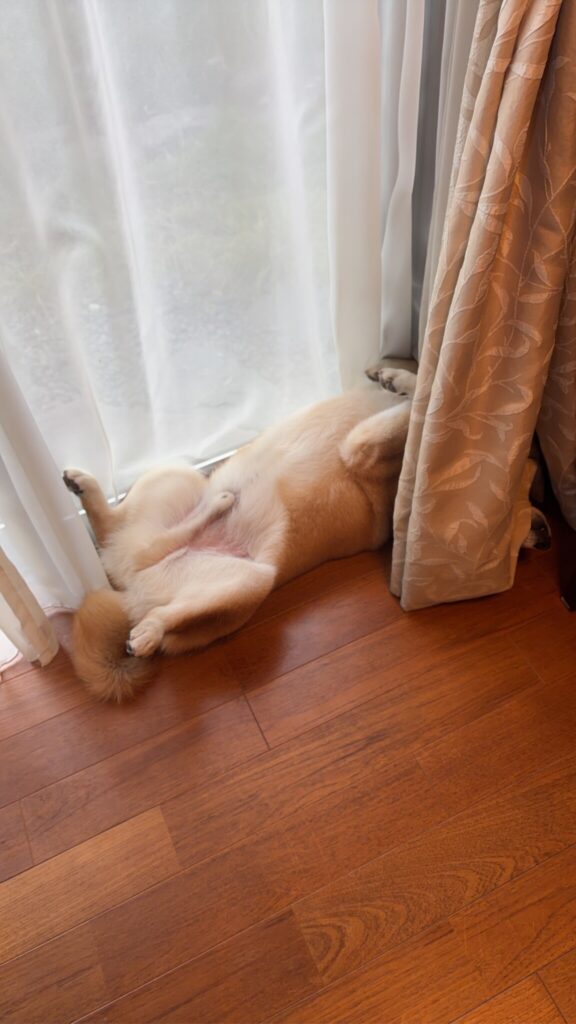 部屋のあちこちに、柴犬は落ちているのです。柴犬子犬ハルのワンダフルライフ