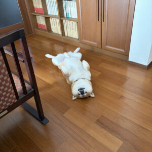 部屋のあちこちに、柴犬は落ちているのです。柴犬子犬ハルのワンダフルライフ