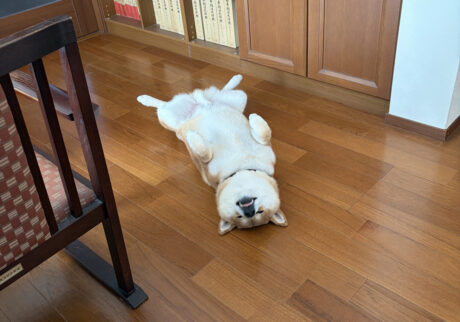 部屋のあちこちに、柴犬は落ちているのです。柴犬子犬ハルのワンダフルライフ