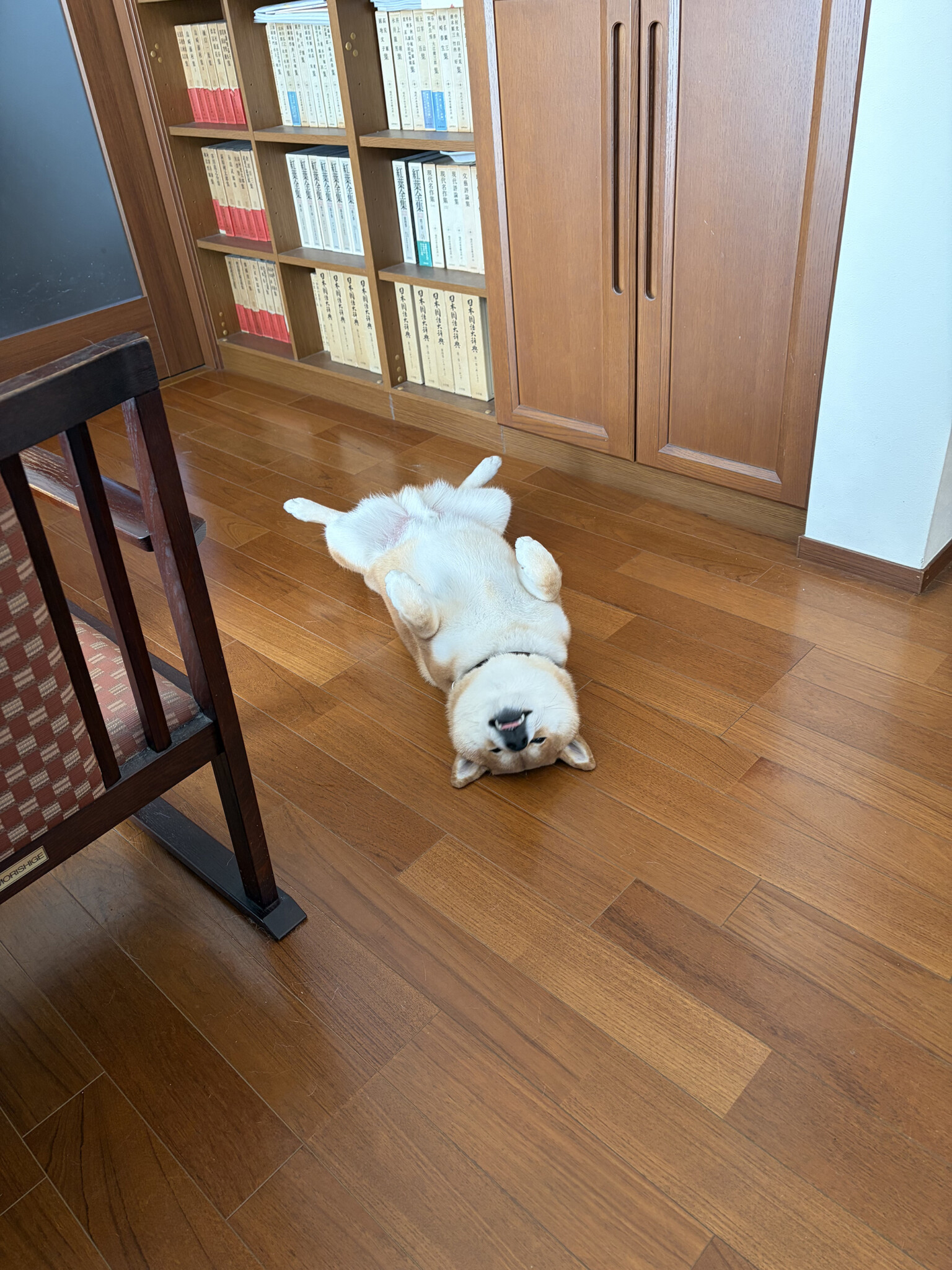 部屋のあちこちに、柴犬は落ちているのです。