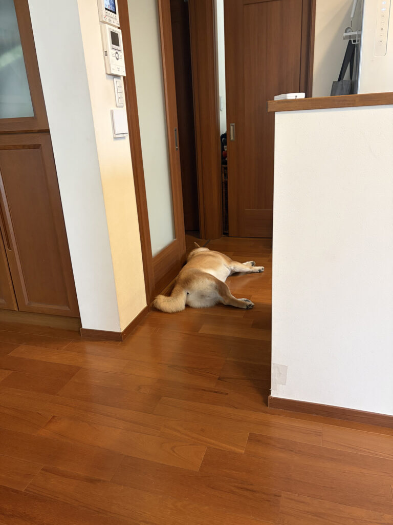 部屋のあちこちに、柴犬は落ちているのです。柴犬子犬ハルのワンダフルライフ