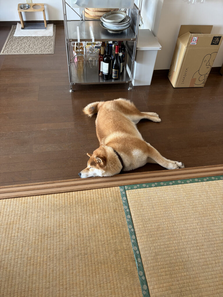 部屋のあちこちに、柴犬は落ちているのです。柴犬子犬ハルのワンダフルライフ