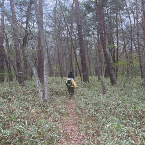 鈴木先生が研究をするフィールド。見ての通りのワイルドな森です。3時間弱同行しているうちに、私も鳥の言葉がわかるようになりました。これマジ、本当です。ほんとですって！！！