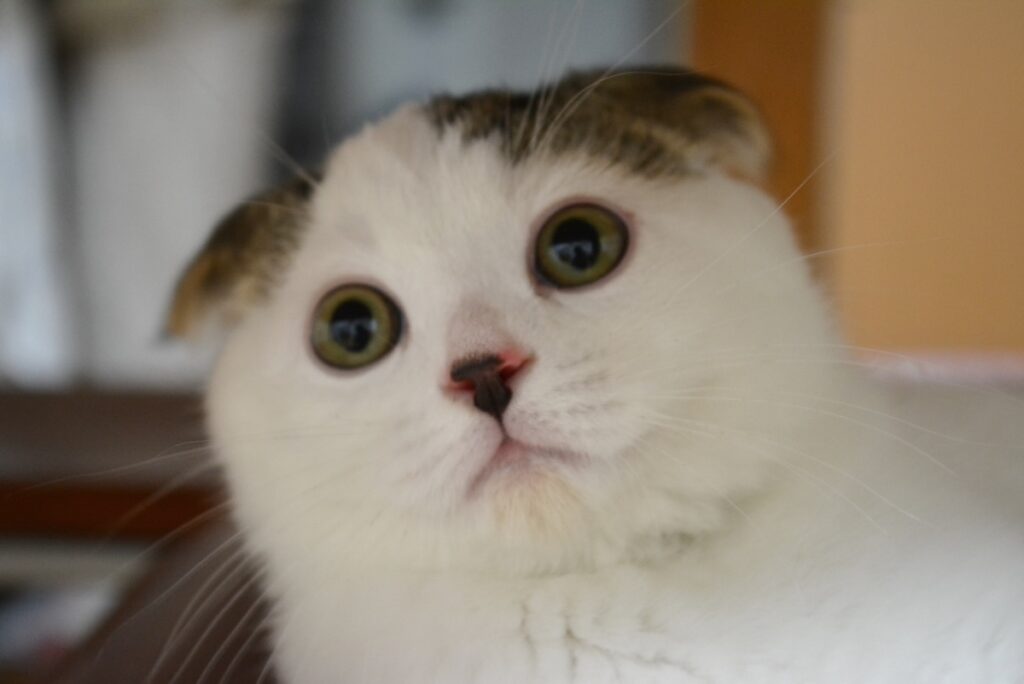 赤ちゃんのオレ。ビックリ顔もキュートやろ？スコティッシュフォールド いなほ | 赤ちゃんのオレシリーズ。今回はビックリ顔を集めてみたで〜。