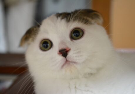赤ちゃんのオレ。ビックリ顔もキュートやろ？スコティッシュフォールド いなほ | 赤ちゃんのオレシリーズ。今回はビックリ顔を集めてみたで〜。