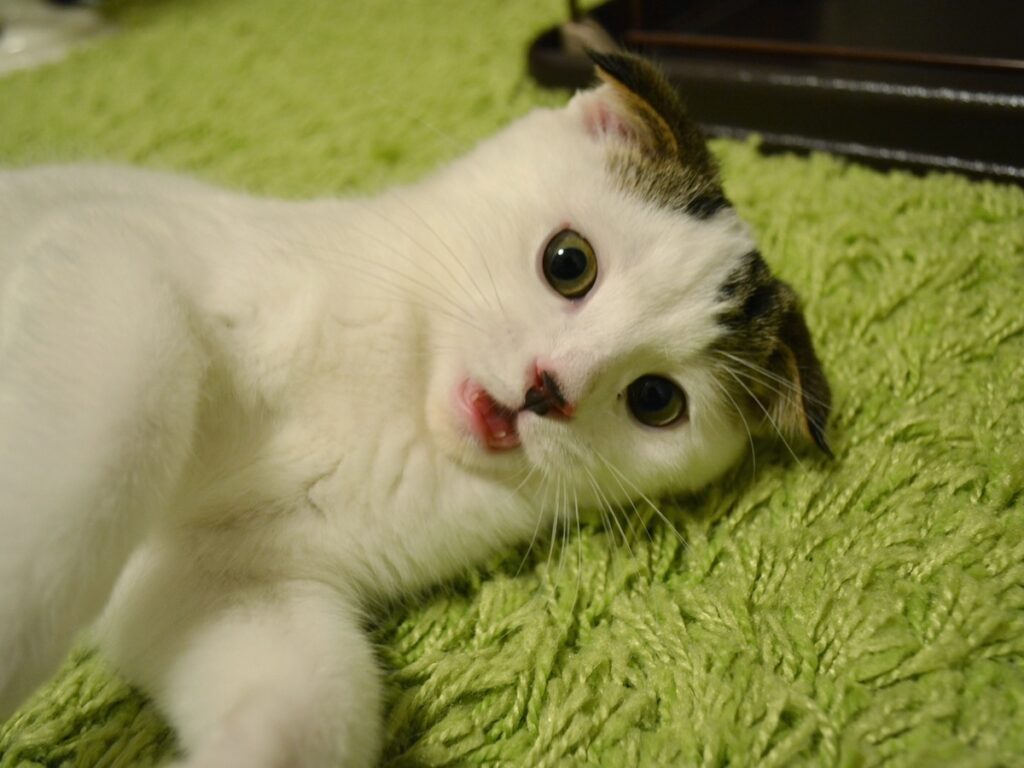 赤ちゃんのオレ。ビックリ顔もキュートやろ？スコティッシュフォールド いなほ | 鼻が赤くて、興奮してるのがわかるやろ〜。