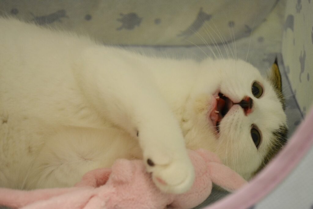 赤ちゃんのオレ。ビックリ顔もキュートやろ？スコティッシュフォールド いなほ | 赤ちゃんのときは元気に走り回ってたから、犬みたいに口を開けてハァハァ息して、飼い主を心配させたもんやで〜。