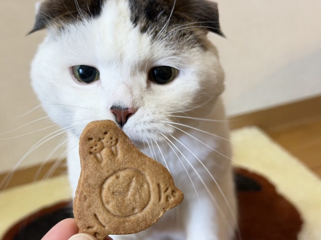 もうちょっと眺めていたい……。スコティッシュフォールド いなほ | セイウチさん！ 飼い主がラッコさんとともに愛するセイウチさん！！ セイウチモチーフって珍しいよねー？ 食べてしまうん〜？？