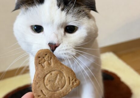 もうちょっと眺めていたい……。スコティッシュフォールド いなほ | セイウチさん！ 飼い主がラッコさんとともに愛するセイウチさん！！ セイウチモチーフって珍しいよねー？ 食べてしまうん〜？？