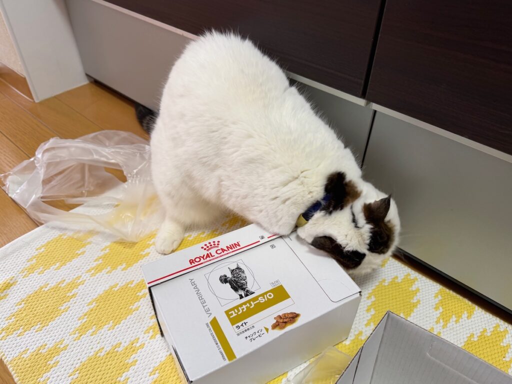 スリスリが止まらない!!!スコティッシュフォールド いなほ | オレのごはん! 届いた! スリスリ! スリスリが止まらない!!!スコティッシュフォールド いなほ | オレのごはん! 届いた! スリスリ!