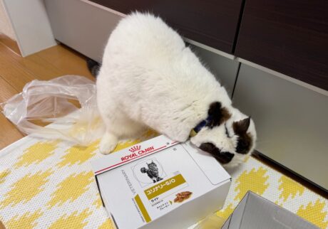スリスリが止まらない!!!スコティッシュフォールド いなほ | オレのごはん! 届いた! スリスリ! スリスリが止まらない!!!スコティッシュフォールド いなほ | オレのごはん! 届いた! スリスリ!