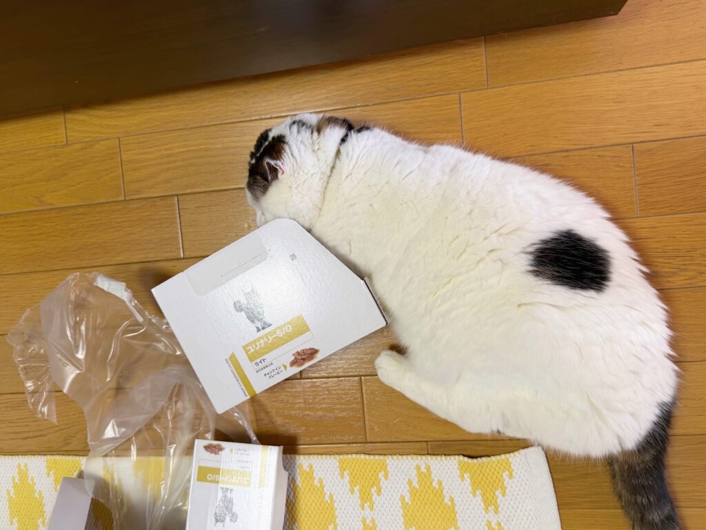 スリスリが止まらない!!!スコティッシュフォールド いなほ | 中身カラでも箱まで楽しい! オレのごはん最高〜〜!! スリスリが止まらない!!!スコティッシュフォールド いなほ | 中身カラでも箱まで楽しい! オレのごはん最高〜〜!!