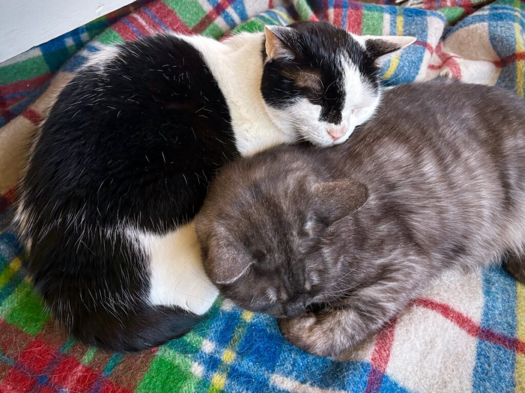 連載100回。今日もなんだかんだ仲良し。保護猫 えいた