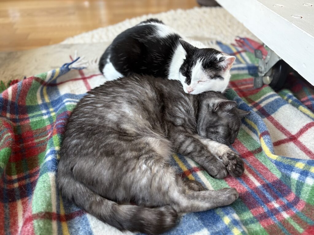 連載100回。今日もなんだかんだ仲良し。保護猫 えいた