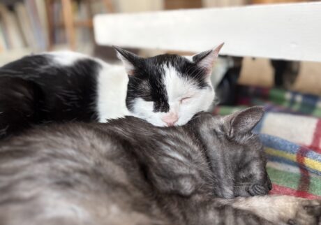 連載100回。今日もなんだかんだ仲良し。保護猫 えいた
