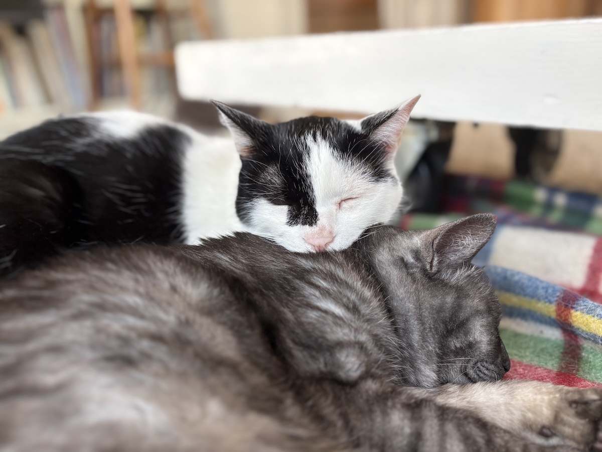 連載100回。今日もいっくんと仲良し。【〈LOISIR〉デザイナー・前田敬子による、保護猫・えいたと暮らす日常。 vol.100】